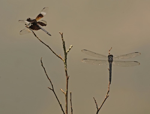 Libellula incesta _ Libellula luctuosa